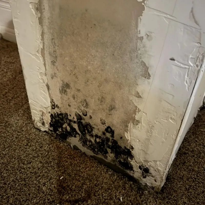 Professional Mold Removal in Nevada County, CA